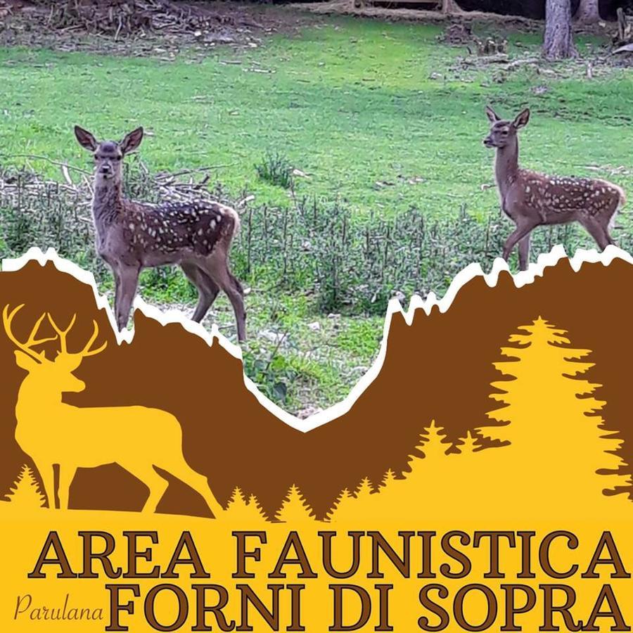 Albergo Meuble Tarandan Forni di Sopra Exteriér fotografie